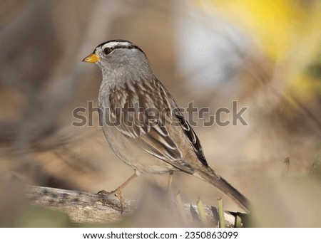 White crowned sparrow, searching for ground food; White-crowned sparrow, through blurred vegetation