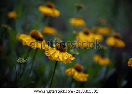 Field of beautifull yellow rudbeckia sunfowers