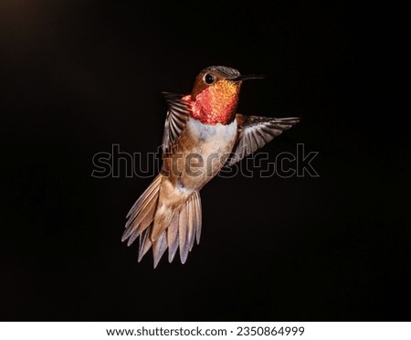 little hummingbird, upright in flight;  hummingbird
