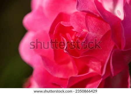 Macro photo of beautiful pink rose petals on a black background