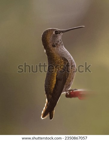 Flying hummingbird, backlit, perched on feeder; inflight hummingbird, flinging off ant, from beak