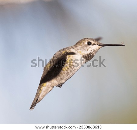 little hummingbird, hovering in, a patch, of blue sky; on flight hummingbird, hovering, with ant on beak