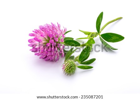 clover flowers isolated on white background Royalty-Free Stock Photo #235087201