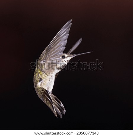 Little hummingbird, edging away in flight; flying hummingbird, wings up