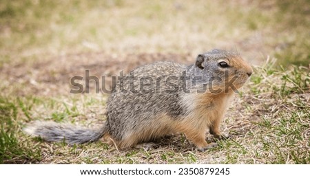 Columbian ground squirrel, is a species of rodent common in certain regions of Canada and the northwestern United States