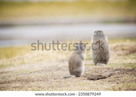Columbian ground squirrel, is a species of rodent common in certain regions of Canada and the northwestern United States