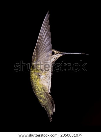 Flying hummingbird, wings outstretched; little hummingbird, with wings like a fan