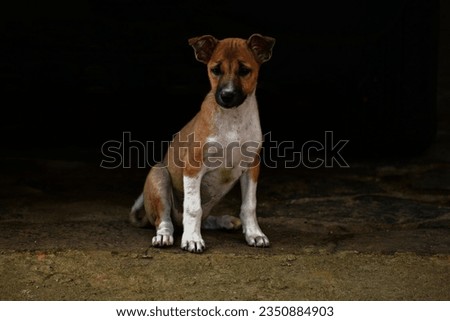 Cute puppy standing and posing to the camera.- Animal pet photography at Galle Sri Lanka.