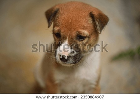 Brown and white adorable puppy sitting looking at something sadly. .- Animal pet photography at Galle Sri Lanka.