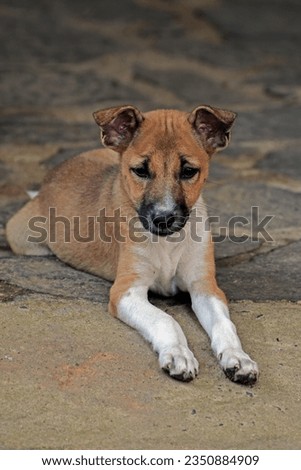 Brown and white adorable puppy sitting and posing to the camera.- Animal pet photography at Galle Sri Lanka.

