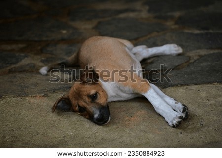 Brown and white adorable puppy sleeping on the floor and posing to the camera.- Animal pet photography at Galle Sri Lanka.


