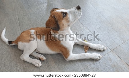 A cute playful puppy on the tiled floor after playing with its friends.- Animal pet photography at Galle Sri Lanka.