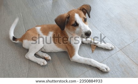 Playfull puppy on the tiled floor after playing with its friends.- Animal pet photography at Galle Sri Lanka.