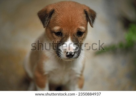 Brown and white adorable puppy  looking at something sadly. .- Animal pet photography at Galle Sri Lanka.