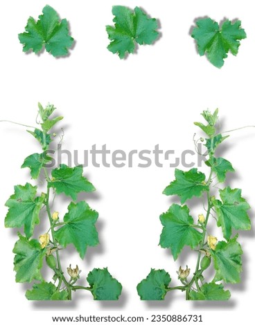 vine on a white background green leaf clip art