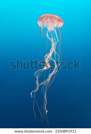 Pacific sea nettle jelly, Chrysaora,  fuscescens, vertical; Pacific sea, nettle jelly, back-flip; group