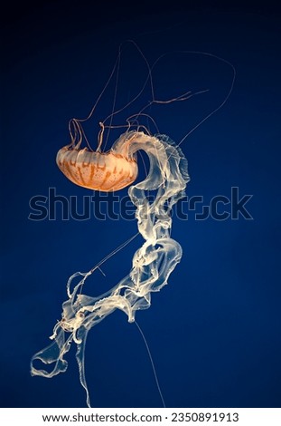 Pacific sea nettle jelly, Chrysaora,  fuscescens, vertical; Pacific sea, nettle jelly, back-flip; group