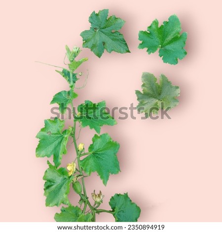 vines, on a pink background, clip art, green leaves