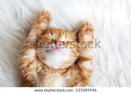 Cute little red kitten sleeps on fur white blanket Royalty-Free Stock Photo #235089946