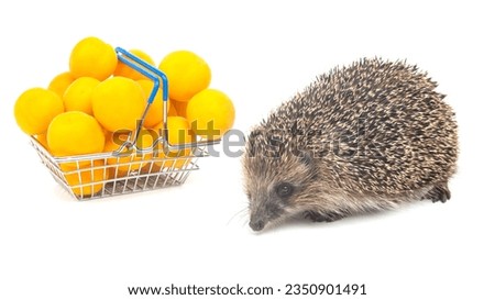 European hedgehog next to a basket of apricots on a white background
