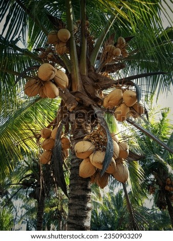 Fresh yellowish green coconut on the tree