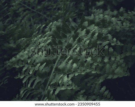 Beautiful dramatic close-up photo of ferns, nature background