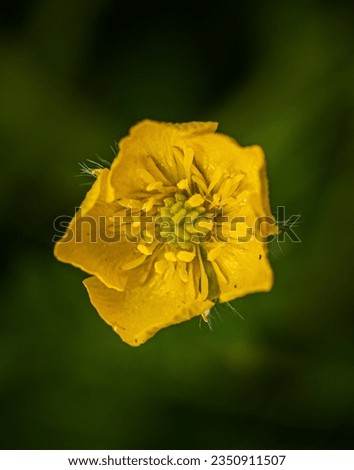 macro pictures of flowers and weeds