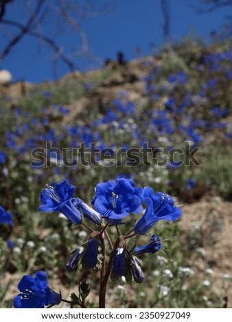 macro wildflowers, pioneertown, california, mojave desert