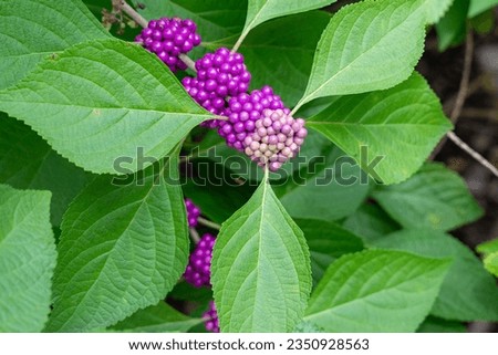 Photo of the American beauty berry Royalty-Free Stock Photo #2350928563