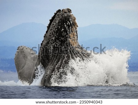 A humpback whale performs lunge feeding behavior while eating anchovies in Monterey Bay, California.  Royalty-Free Stock Photo #2350940343