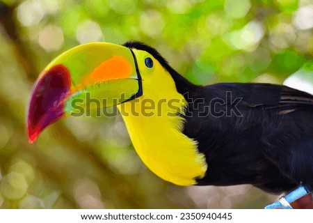 Close-up portrait of a toucan in mexico
