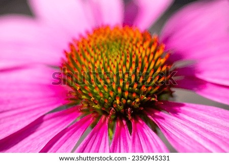 Flower head of a big coneflower  “Echinacea purpurea“, macro close up. Colorful details in red, yellow, orange, purple, pink and magenta with selective focus and vibrant petals. In a garden in Germany Royalty-Free Stock Photo #2350945331