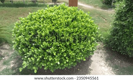 A beautiful image of Chinese box, buxus cinica, small-leaved box plant