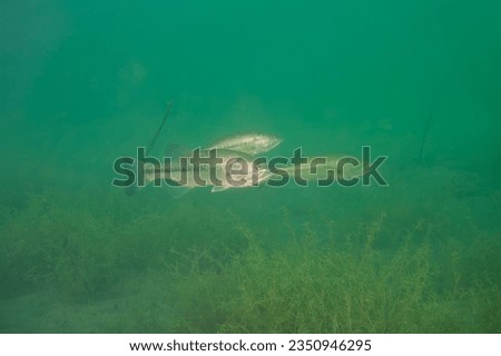 Multiple largemouth bass Micropterus salmoides swimming in an inland lake