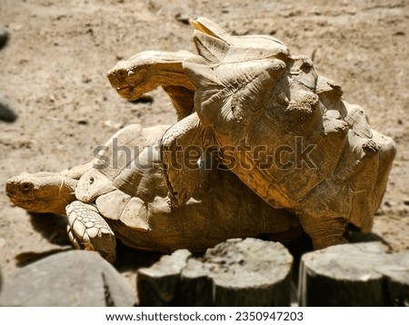 Close-up earth turtles on rock