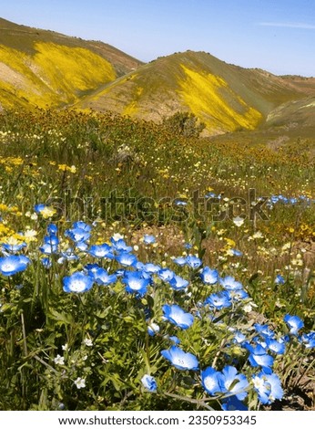 A patch, of baby blue eyes, in the Temblors; Carrizo, Plain, super bloom