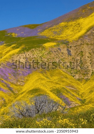 Bare tree, lined up, with flower, covered ridge; Carrizo, Plain, super bloom; Canine view; Carrizo, Plain super bloom; Carrizo Plain super, bloom