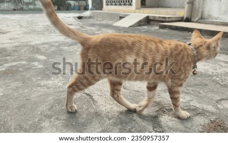 Orange cat walking on cement road