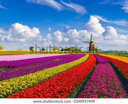 Drone photo of a beautiful flower landscape with tulips in the Dutch spring. The contrasting colors will make you happy.Super beautiful scenery.