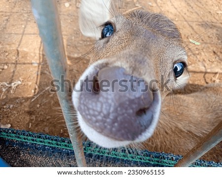Close-up photo of a deer's face. selective focus 