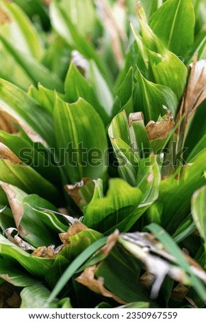 Nature of green leaf in garden at summer. Natural green leaves plants using as spring background cover page greenery environment ecology wallpaper. High quality photo
