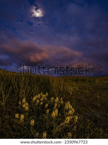 Full moon, over a patch of, yellow flowers; Super bloom, Carrizo Plain