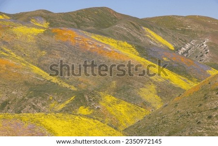 Yellow and purple stripes; Carrizo Plain super, bloom; Vivid watercolor style; Carrizo Plain, super bloom