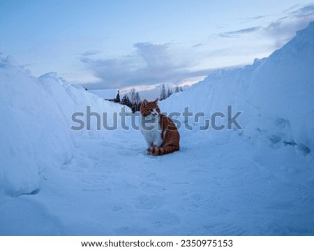 Huge snowdrifts and a red cat at a loss