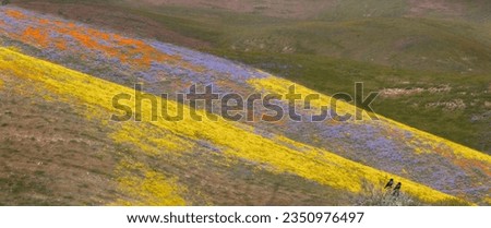 Two ravens; Carrizo Plain super, bloom; Temblor hillside, detail above highway 58; Super bloom, Carrizo, Plain