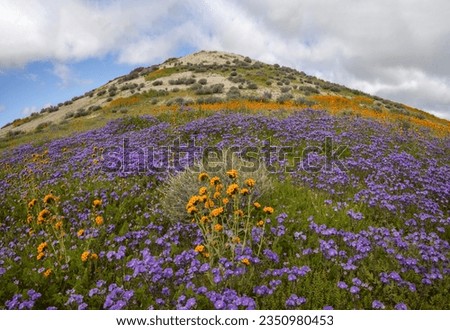 Phacelia and orange, on a conical hill; Carrizo Plain super, bloom; Poppies, at the head of a canyon; Carrizo Plain, super bloom