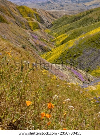 Phacelia and orange, on a conical hill; Carrizo Plain super, bloom; Poppies, at the head of a canyon; Carrizo Plain, super bloom