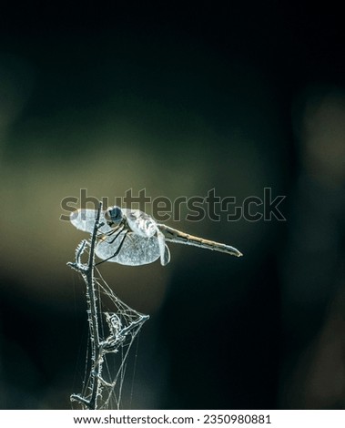 Dragonfly posing for a picture