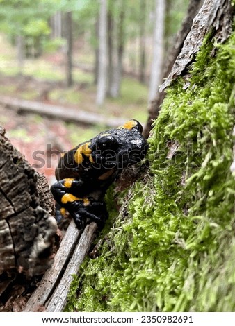 fire salamander in old growth forest