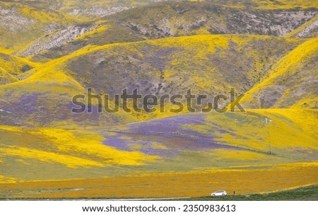 Temblor hillside, detail above, highway 58; Super bloom, Carrizo Plain; Two ravens; Swaths of yellow and purple, above car parked on highway; Road into the Temblor Mountains; Carrizo Plain super bloom